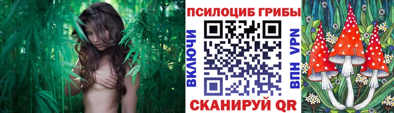 Галлюциногенные грибы Psilocybe  Купить закладки  Ишим 